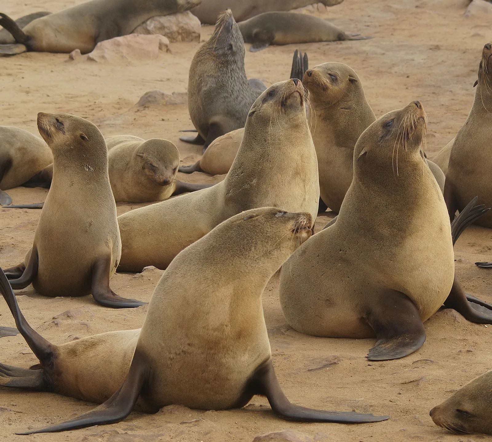 Le chant de l'Alouette #5