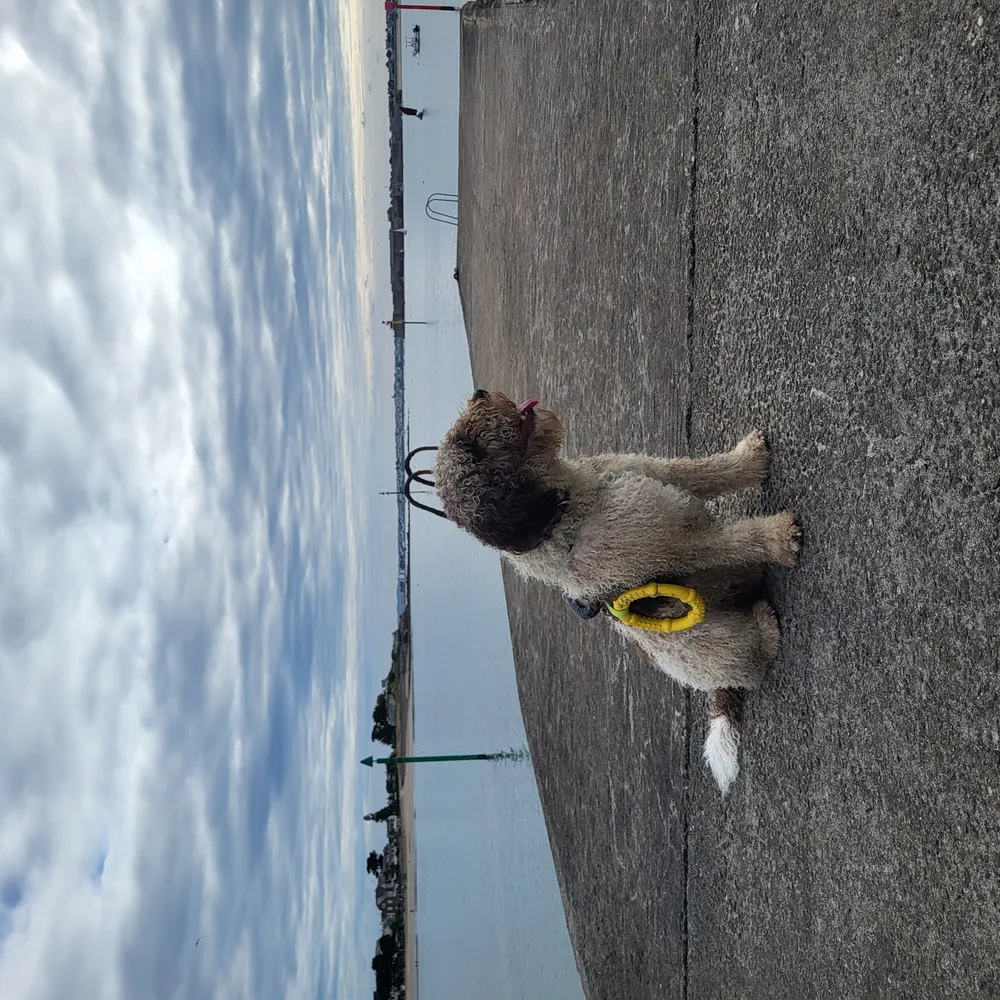 Jañlug ha Tino, e gi-dour