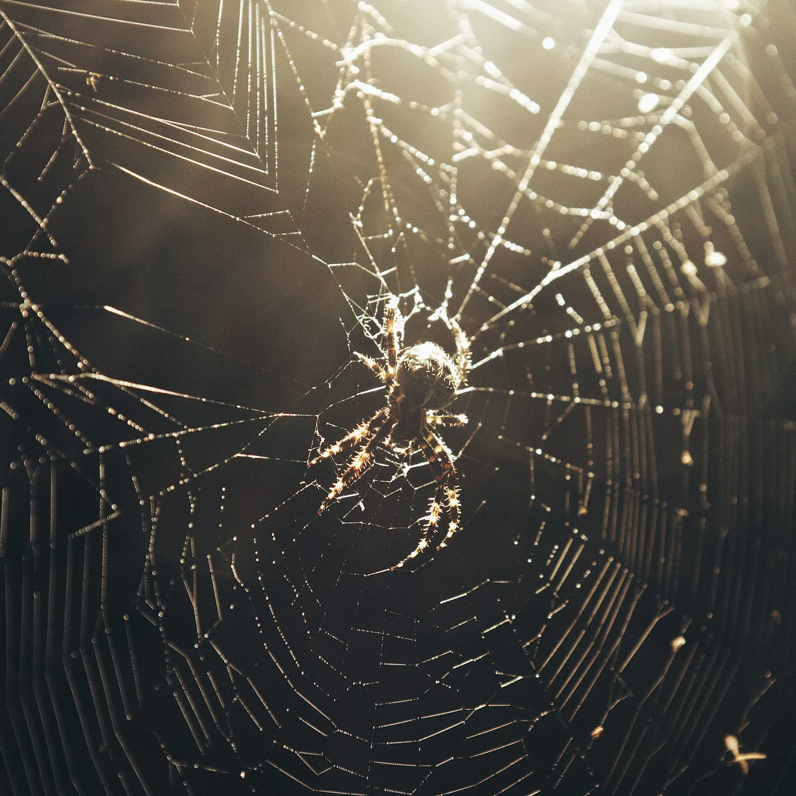 2 min pour comprendre les araignées 3/3