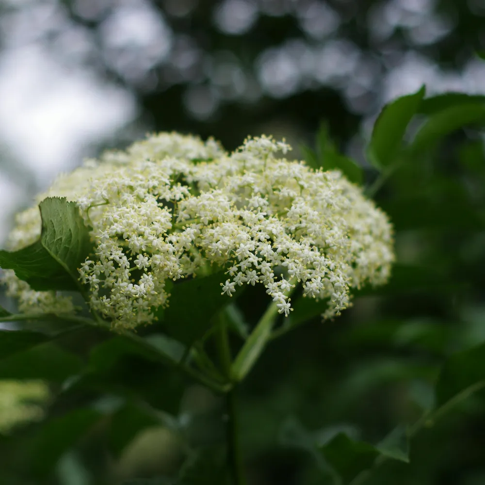 C'hwezh an deiz, 13 Mars 2026