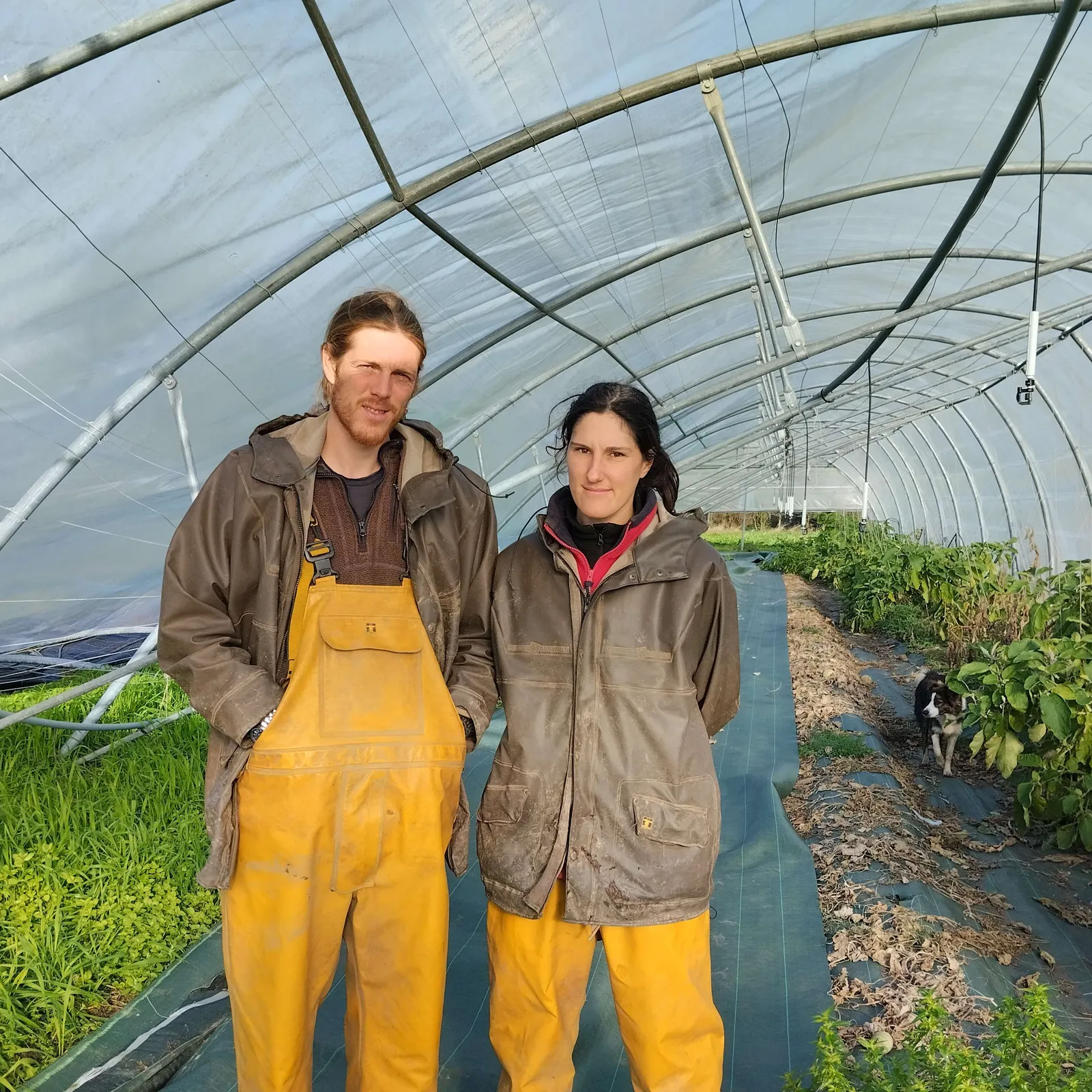 Ne vo ket digollet al legumajerien gant ar "c'halamite" kabour-douar