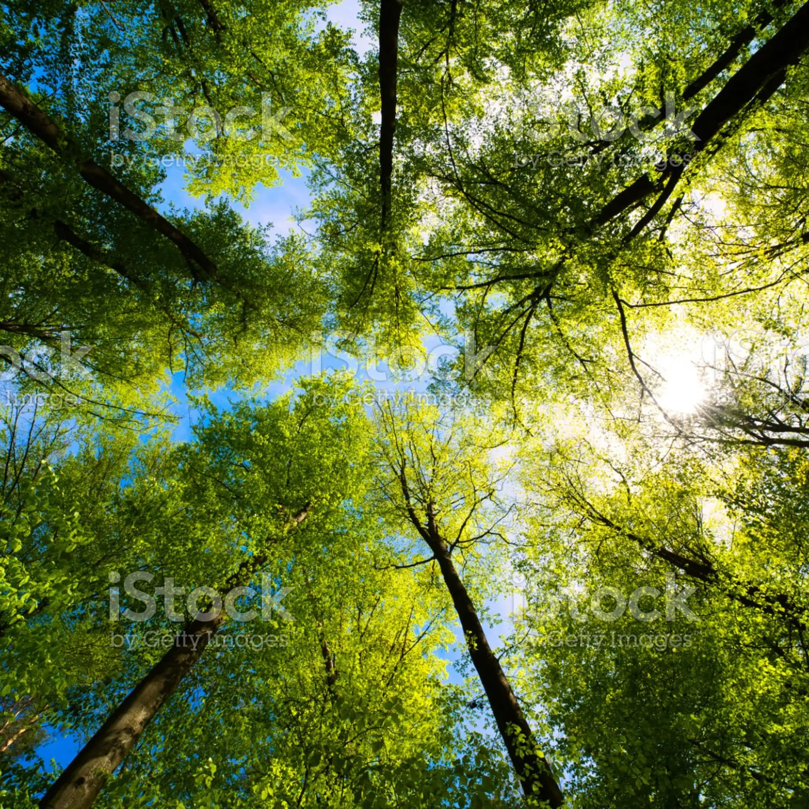Le bois breton échappe-t-il au pillage ?
