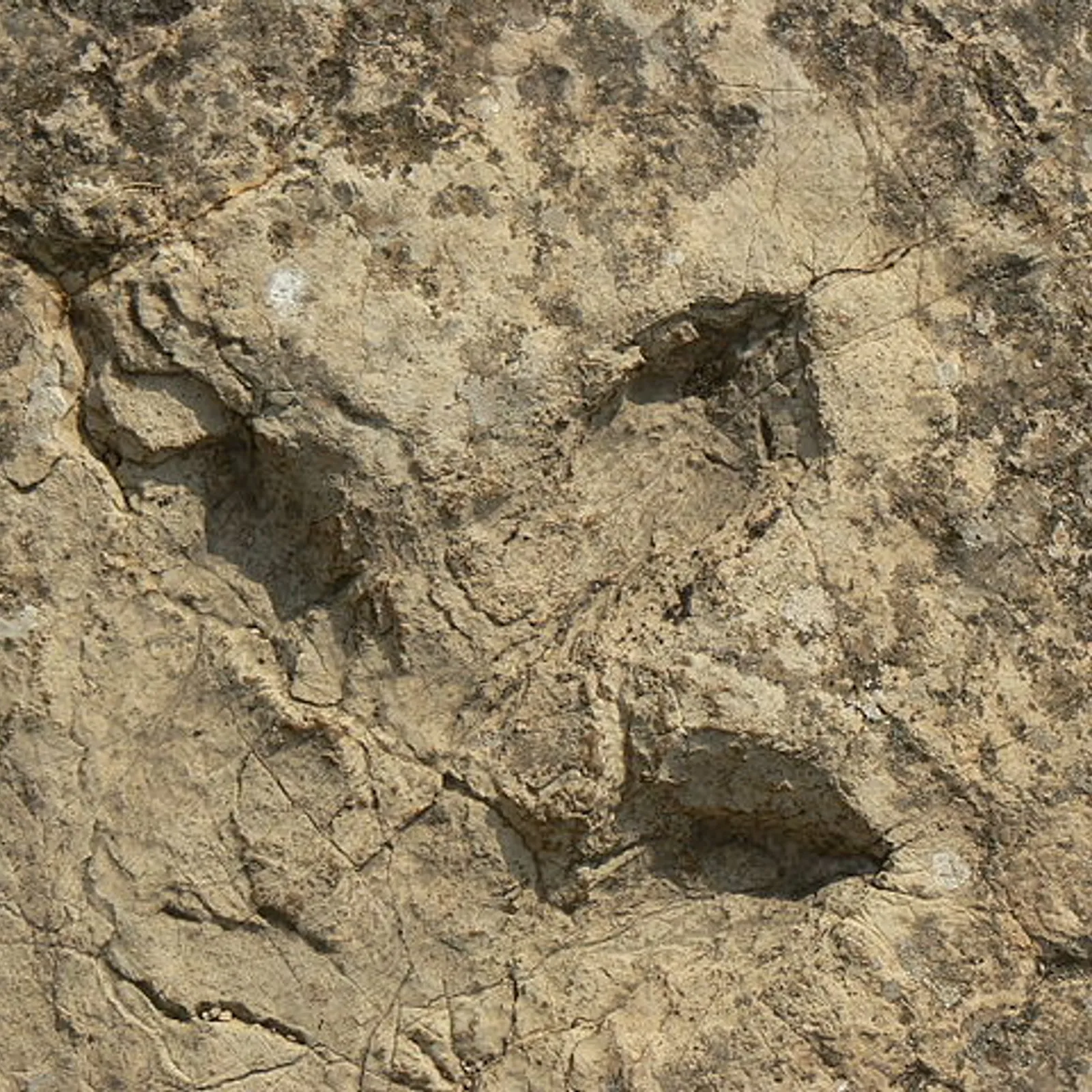 L'autoroute des dinosaures 