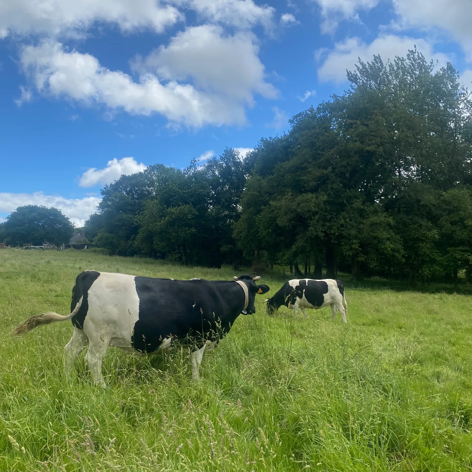 Les éleveurs de vaches Bretonne Pie Noir fêtent les 50 ans du plan de sauvegarde de la race