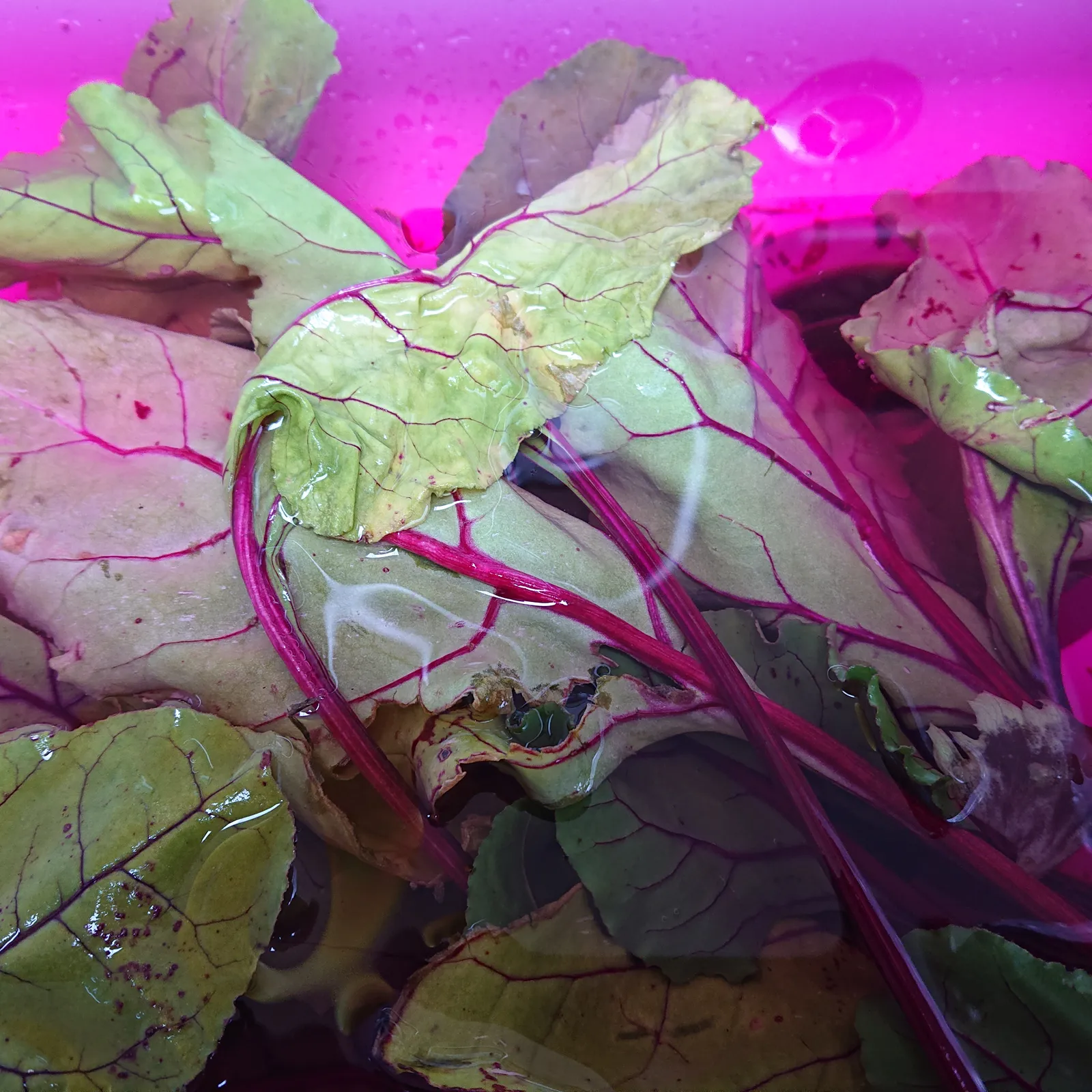 Green Washing #8 Alimentation durable