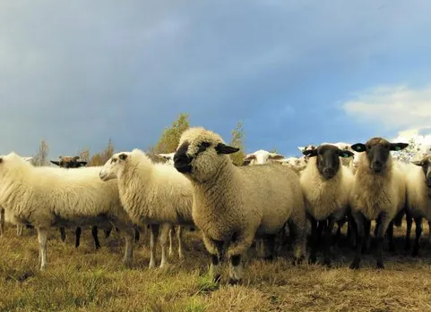 Tangi Trehin, gober keuz e Breizh.