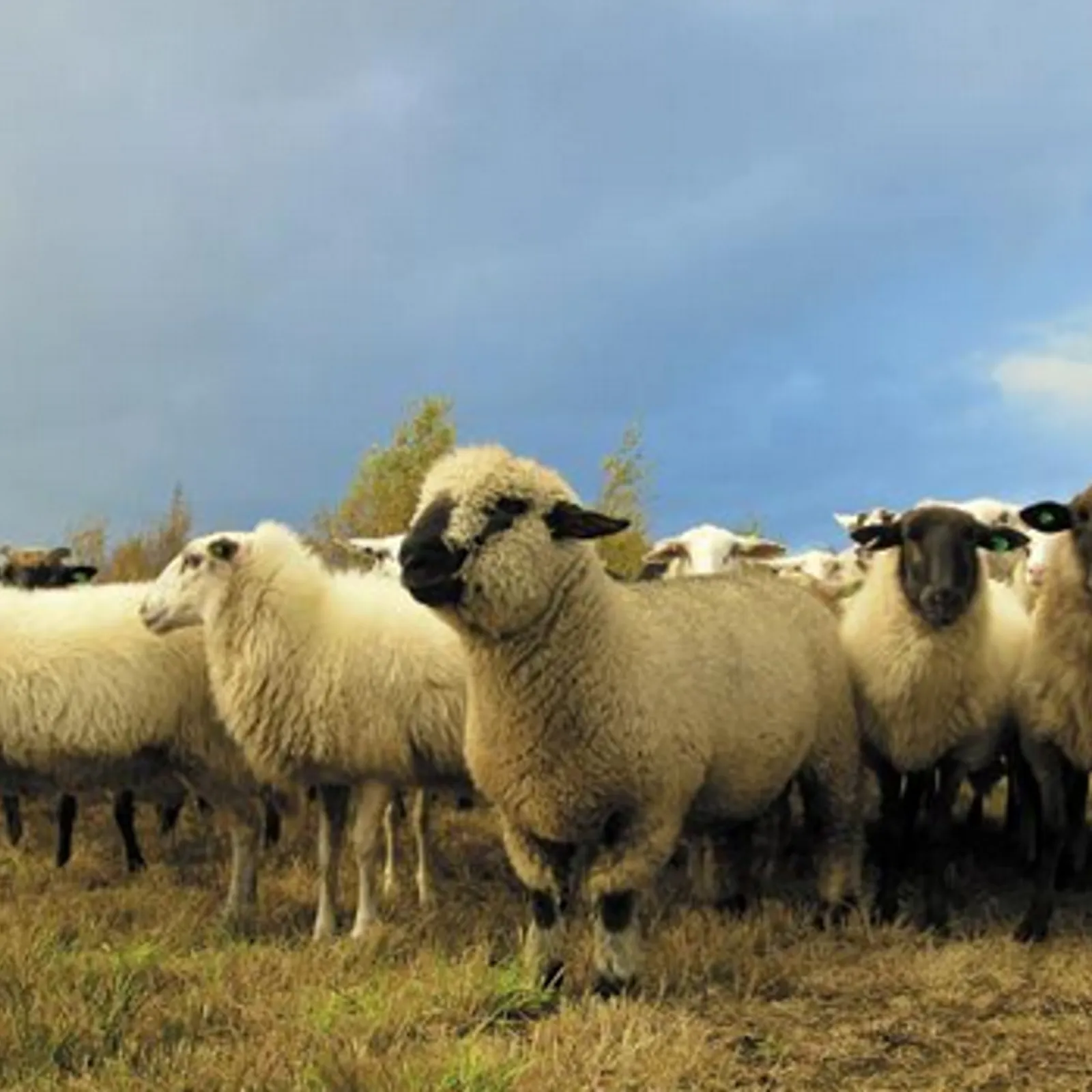 Tangi Trehin, gober keuz e Breizh.