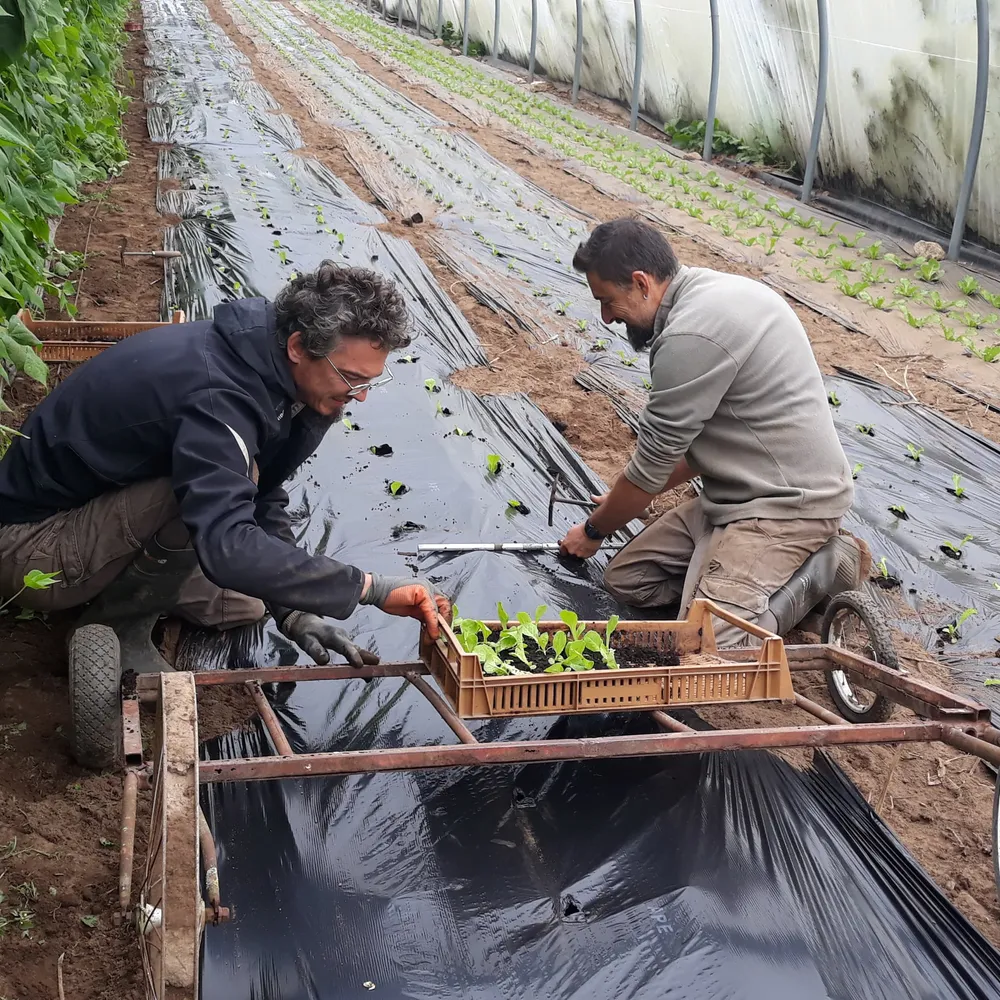 Le portrait : Thibault et David, naturellement maraîchers