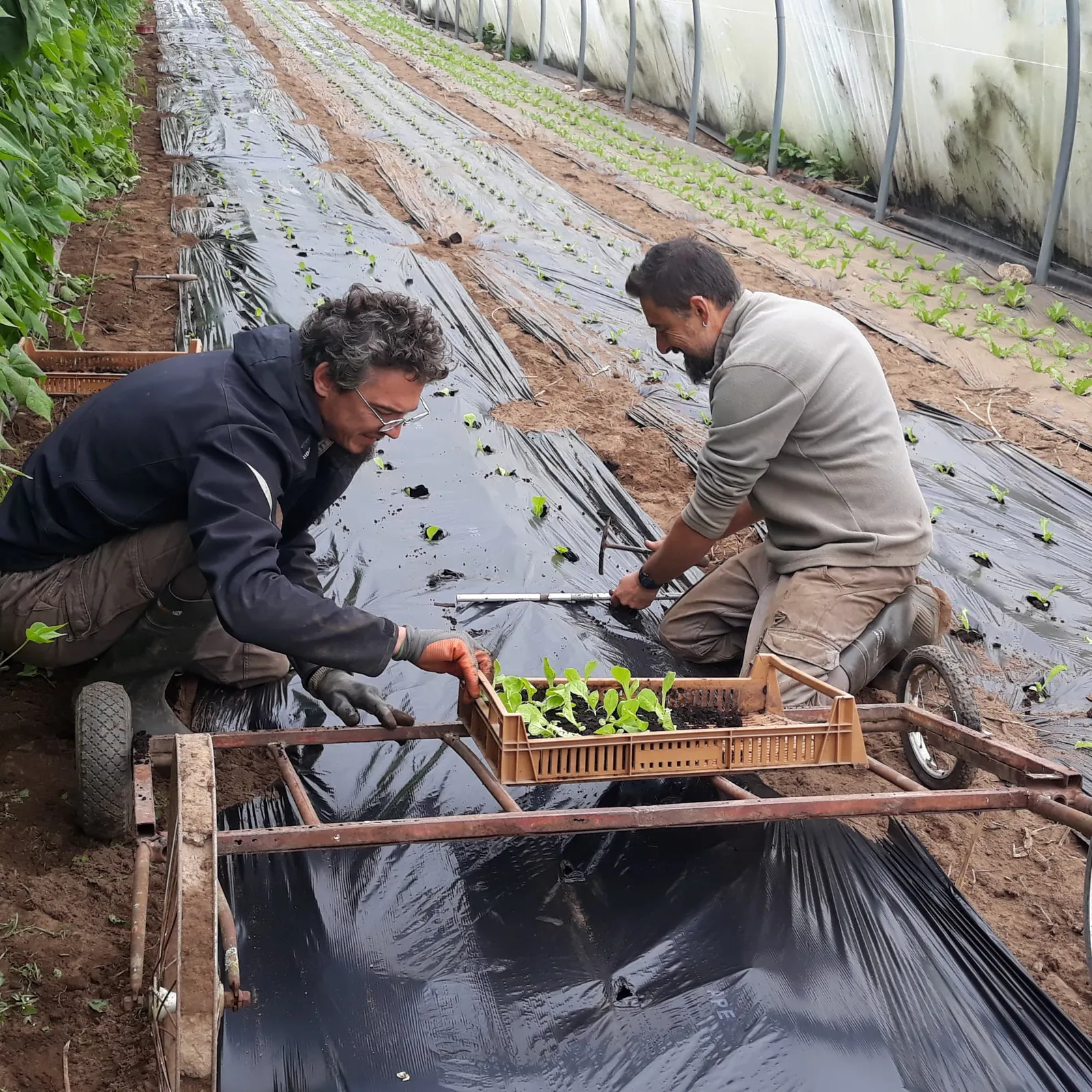 Le portrait : Thibault et David, naturellement maraîchers