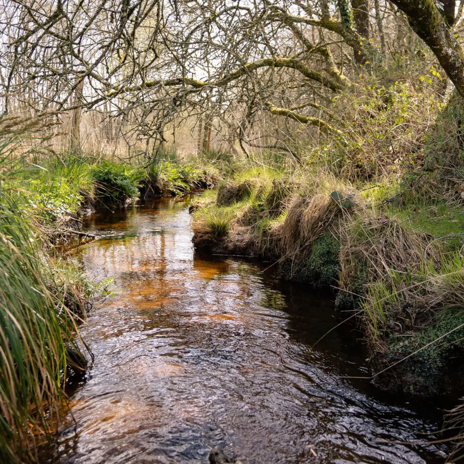 Anne-Marie Gloagen - A Bontekroez da Langoned - 03