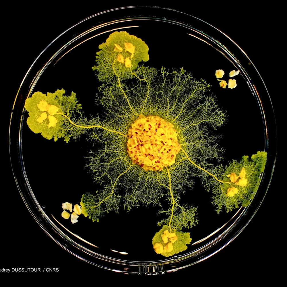 Derrière le blob, la recherche