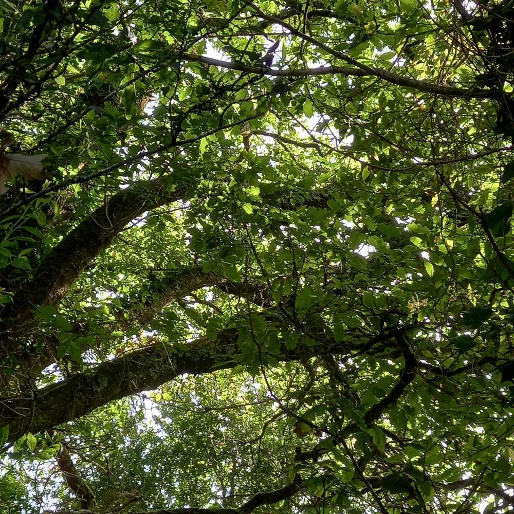 Nuits des forêts, épisode 2