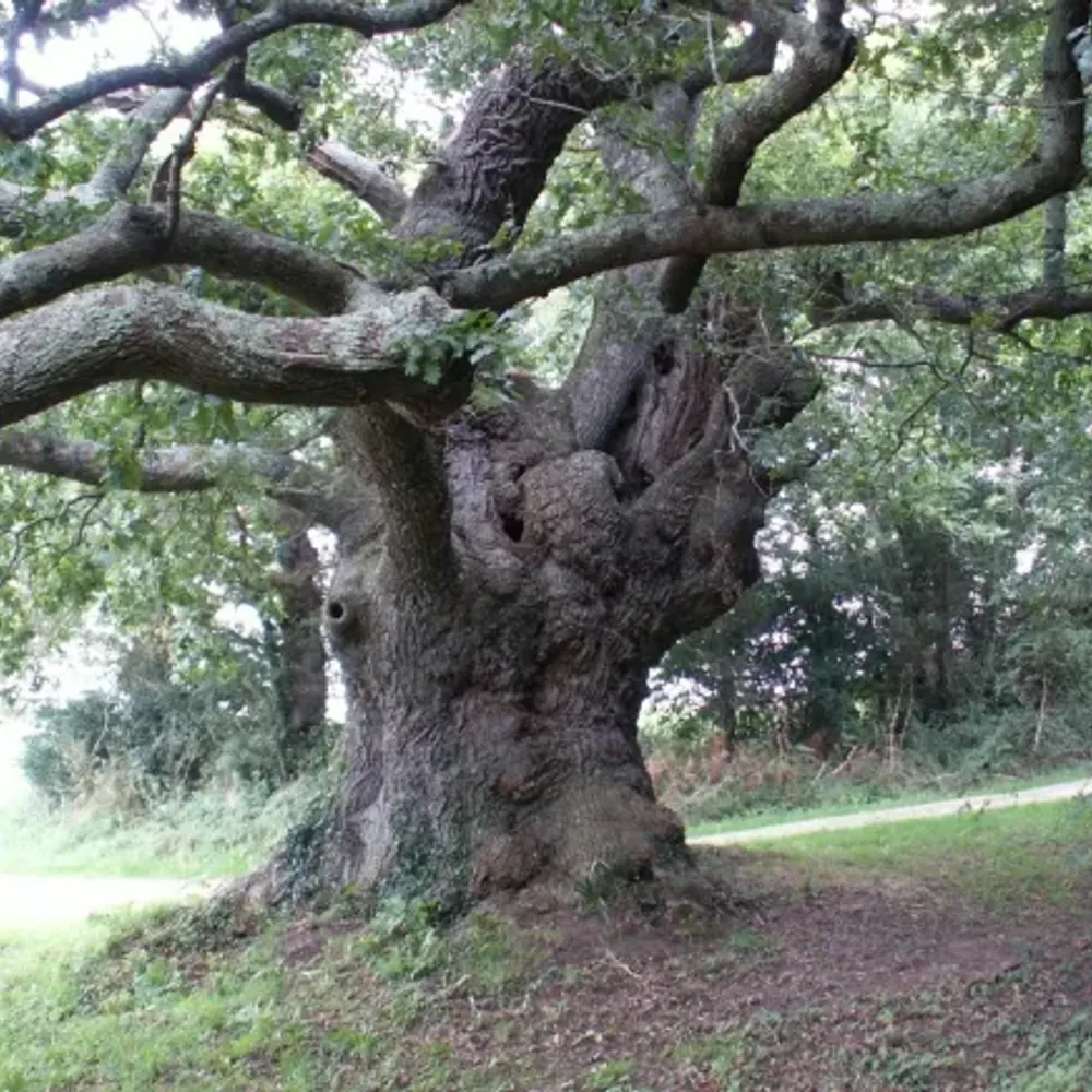 Quand je serai grande je serai résistante #4 Un regard vivant sur le vivant