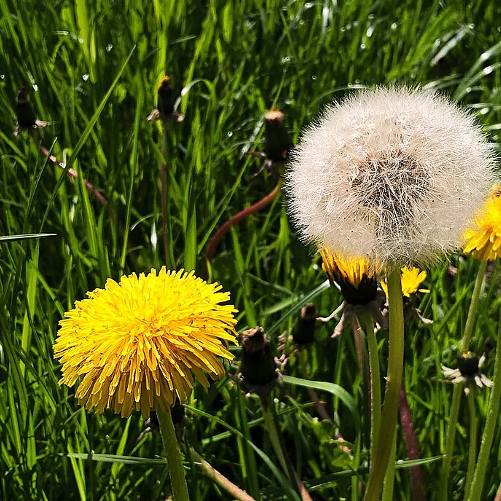 Le pissenlit (1)