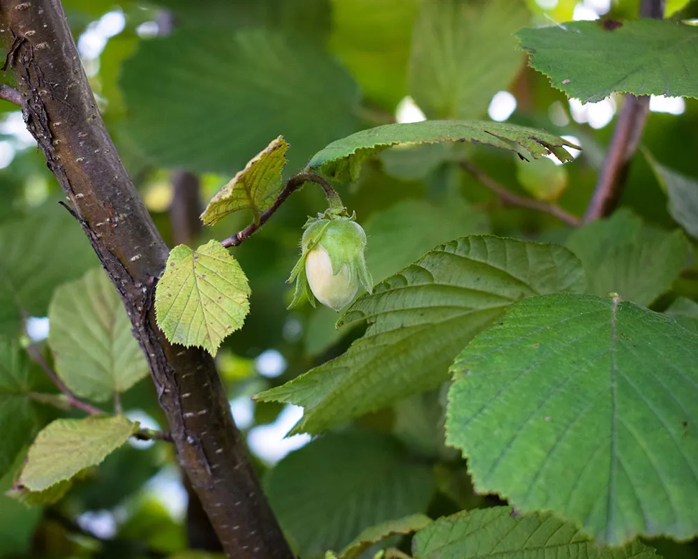 Koad kanoù gant Jean-Daniel