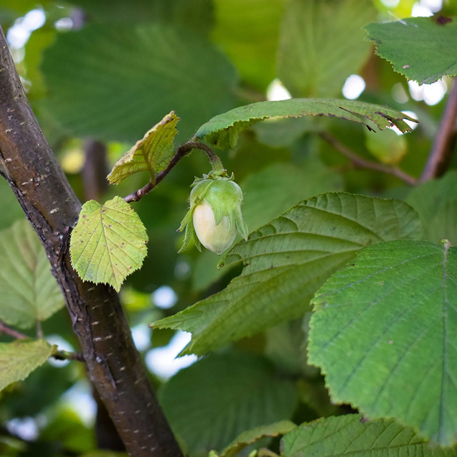 Koad kanoù gant Jean-Daniel