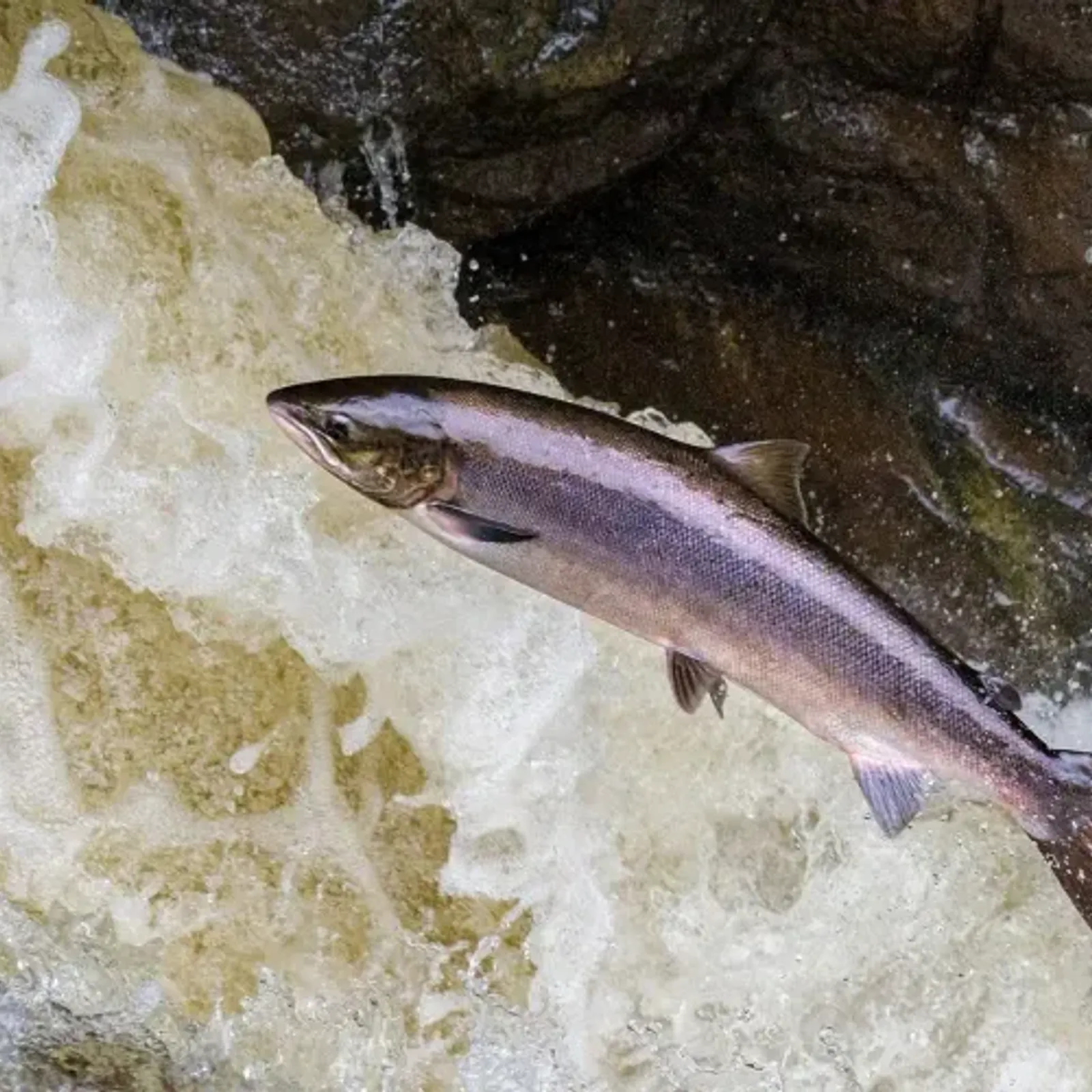 Il est plus que temps de sauver le saumon !