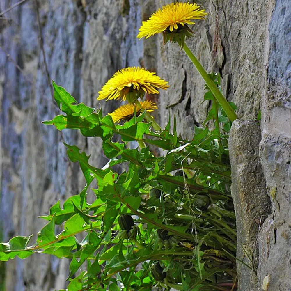 C’hwervizon pe bokedoù pis-toutou (2)
