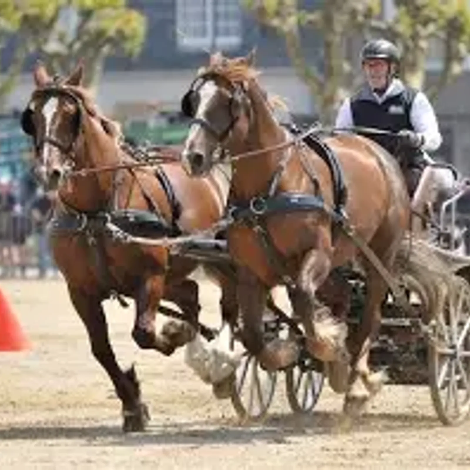 300 loen-kezeg a oa war hentoù Breizh e-kerzh an hañv