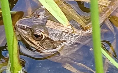 Aire terrestre éducative de Kergrist Moëlou 02