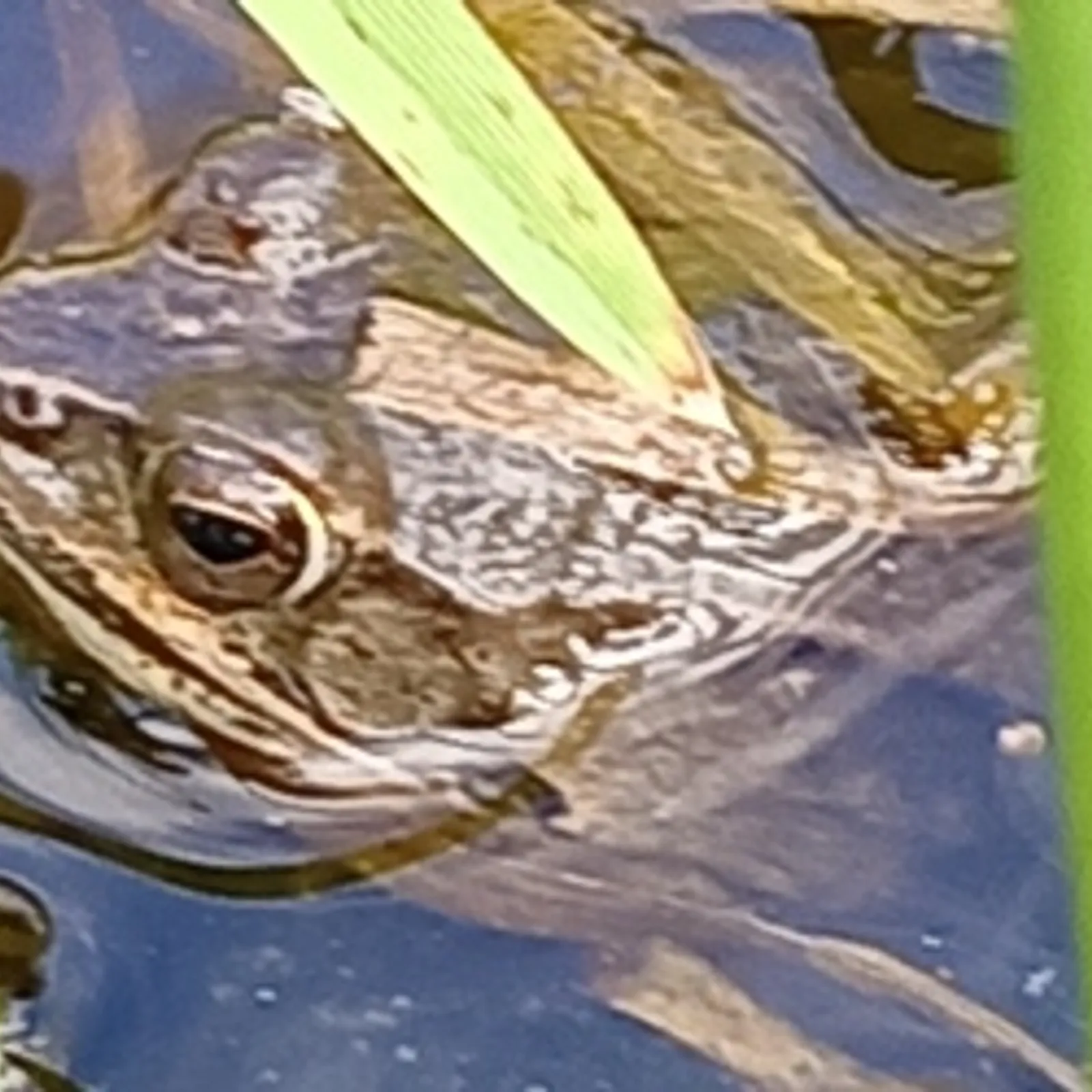 Aire terrestre éducative de Kergrist Moëlou 02