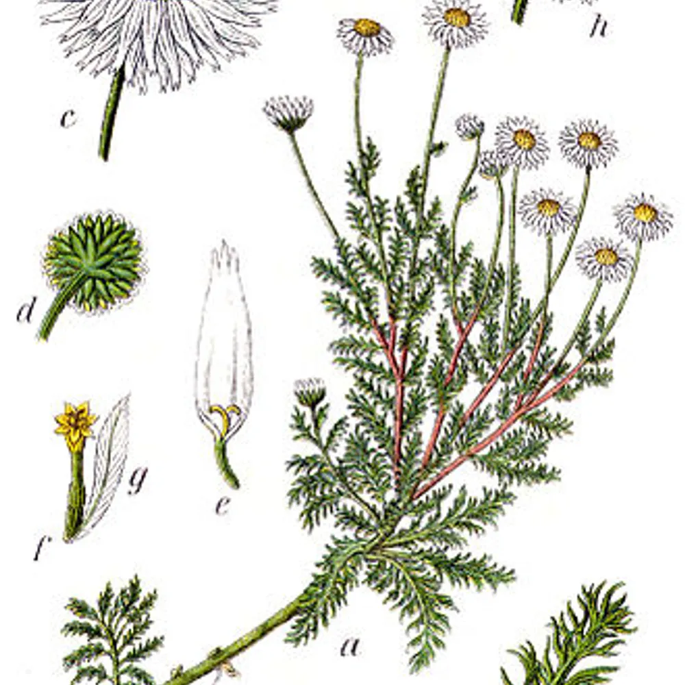 La camomille romaine