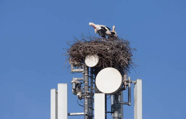 Lundi 17 novembre 2025 : Coupure FM / Maintenance sur le pylône de TimbreFM