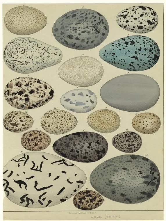 Bandes Organisées #56 : Egg Punk