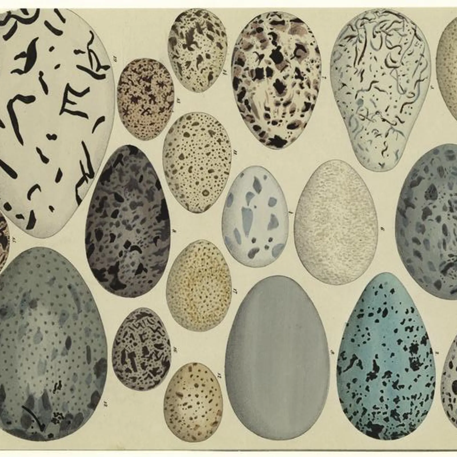 Bandes Organisées #56 : Egg Punk