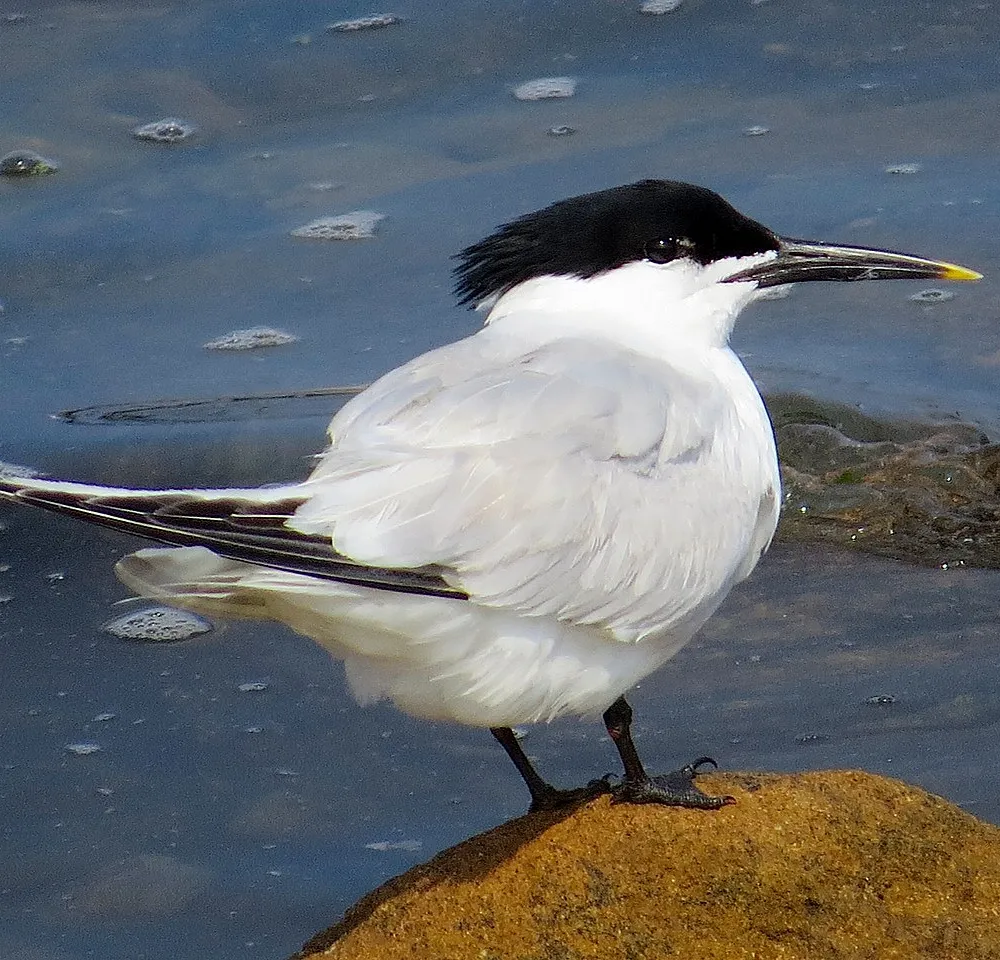 C'hwezh an Deiz 06/10/2022