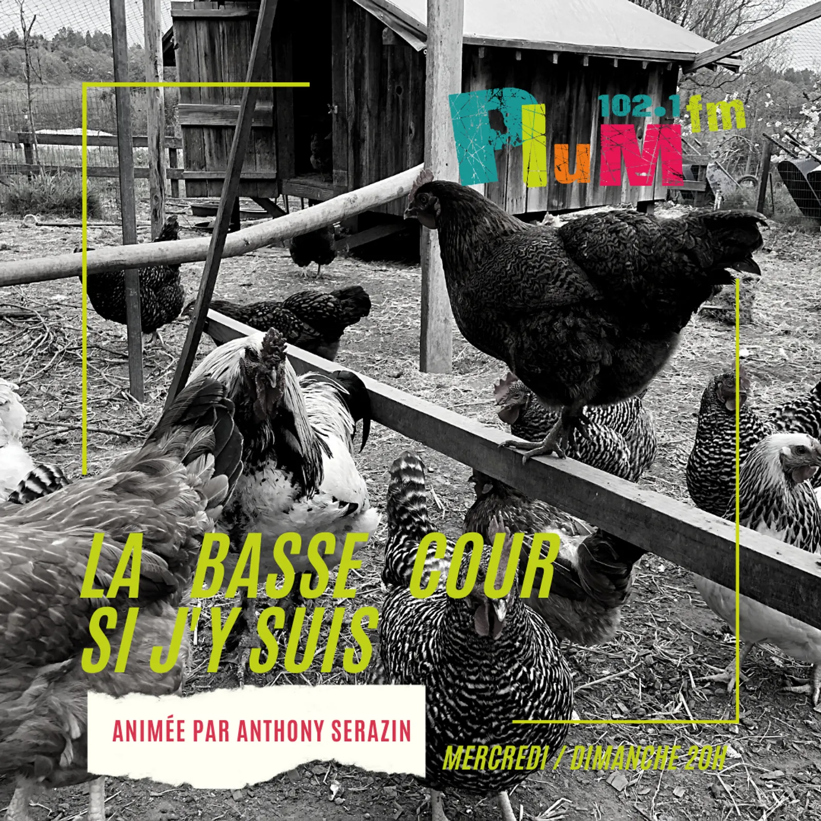 La Basse Cour Si J'y suis - Beat Bouet Trio 