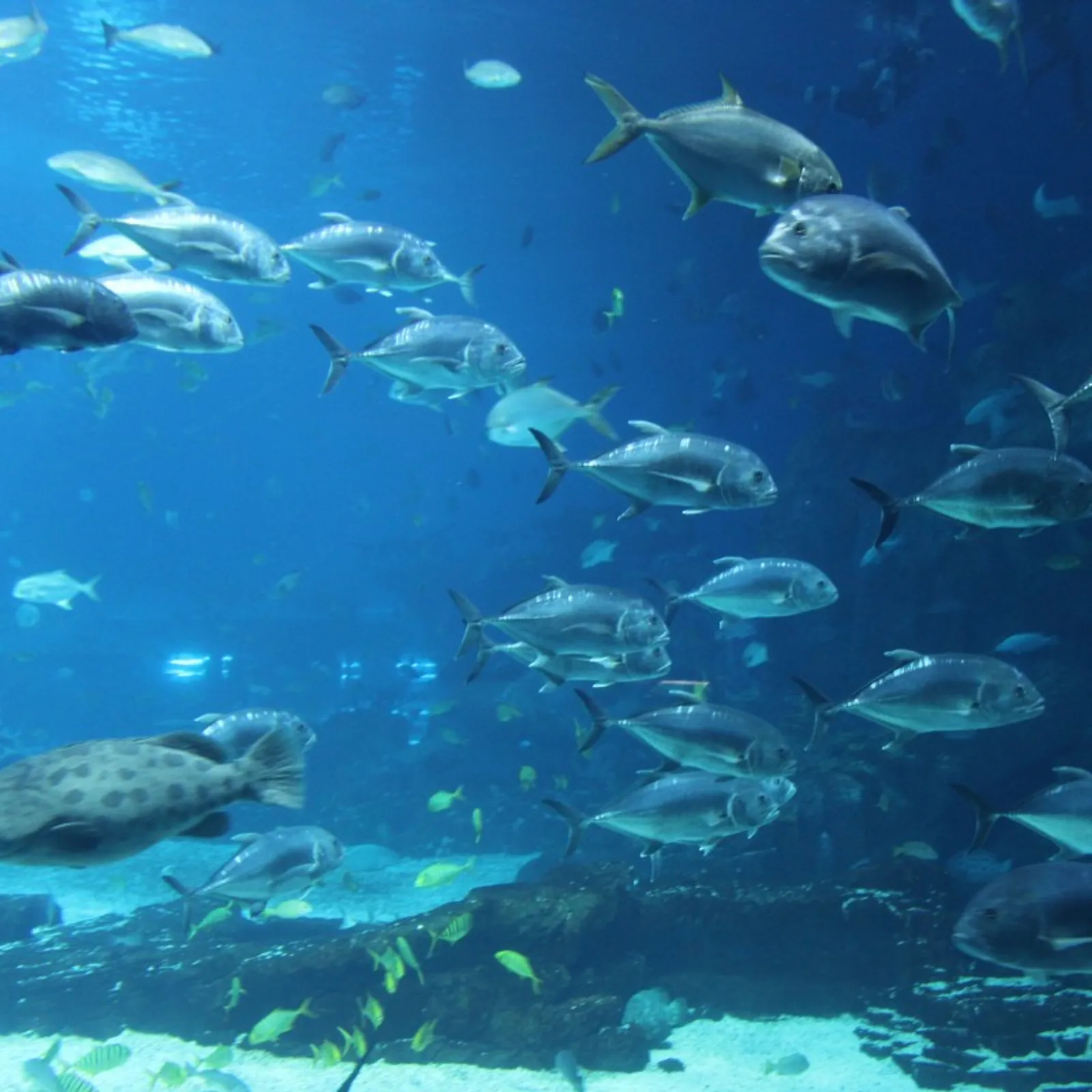 Trezolieù Kreiz Mitin : Les poissons 2